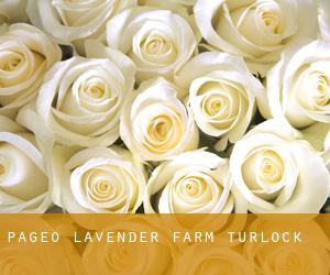 Pageo Lavender Farm (Turlock)